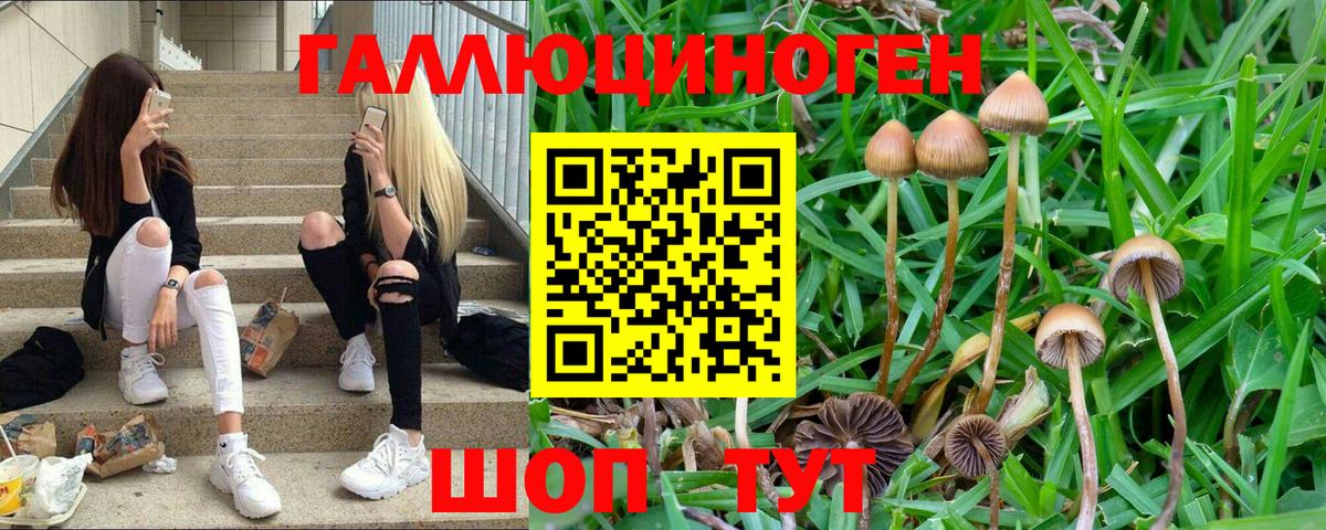 Галлюциногенные грибы Cubensis Волгодонск